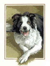 Border Collie