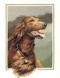 Red Setter