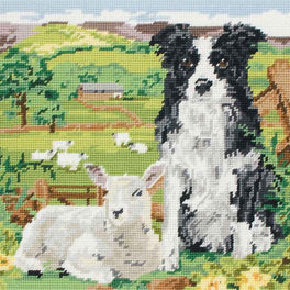 Border Collie and Lamb