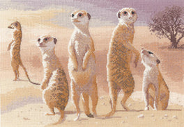 Meerkats