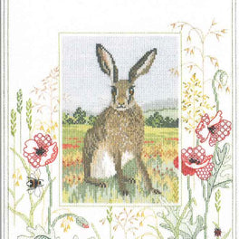 Wildlife - Hare